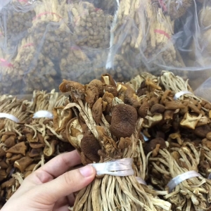 茶樹菇價格多少錢一斤？茶樹菇價格行情因素分析