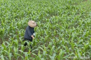 植物葉面肥品牌哪個(gè)好，怎么選